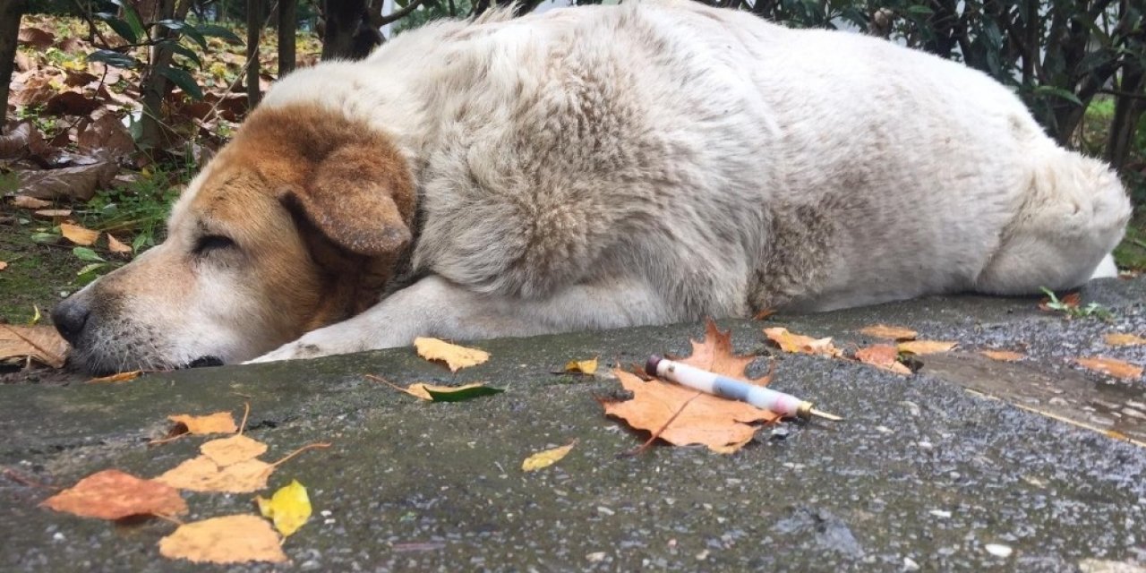 İzmit Belediyesi, Köpeklerin Öldürülmesi İle İlgili O Birimdeki Tüm Çalışanlarını Açığa Aldı