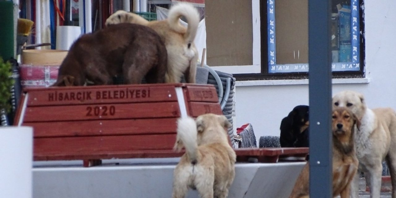 Sessiz Sokaklarda Köpek Egemenliği