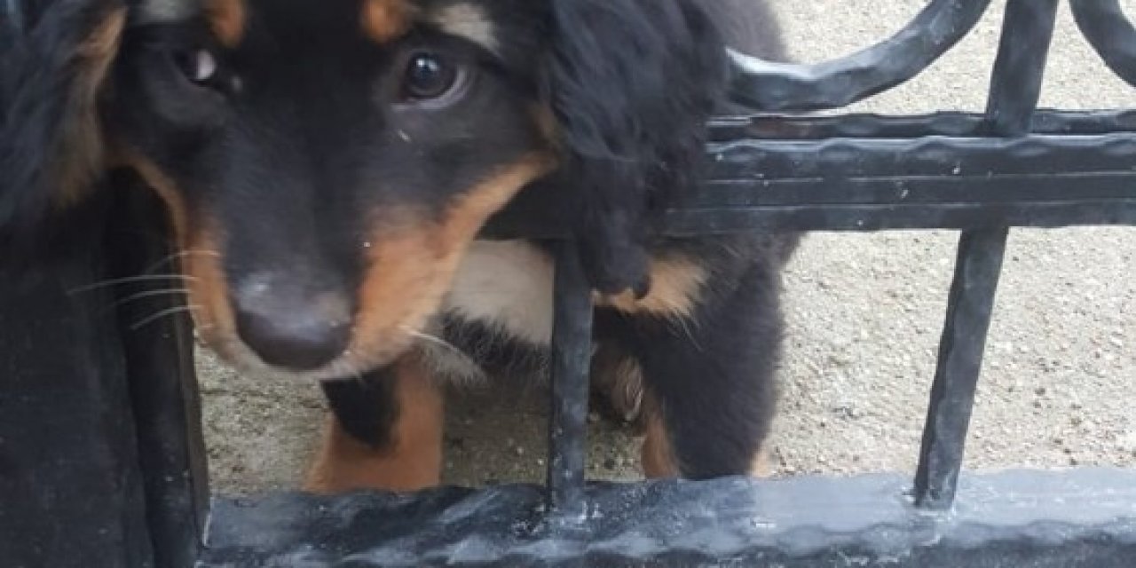 Yavru Köpeğin Yaramazlığı Başına İş Açtı