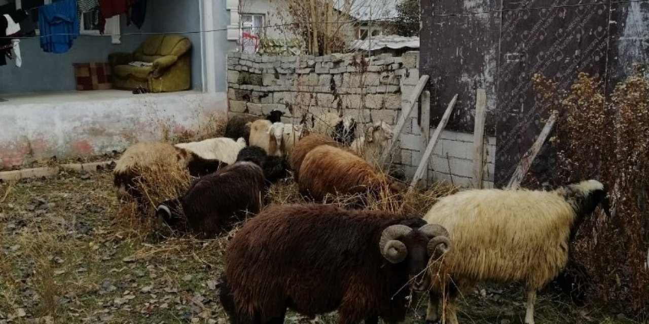 Ağrı’da Küçükbaş Hayvan Çaldığı İddia Edilen 2 Kişi Serbest Bırakıldı