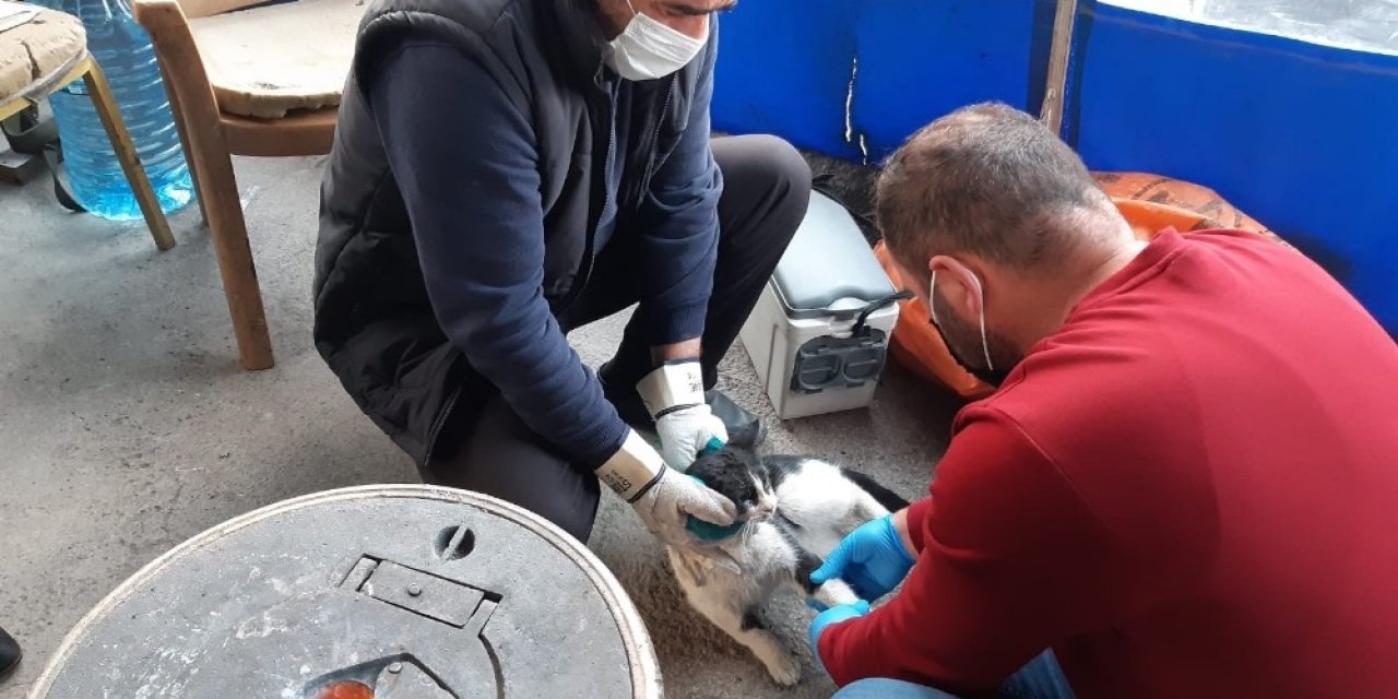 Hakkari’de Can Dostlar İçin Zamana Karşı Yarış