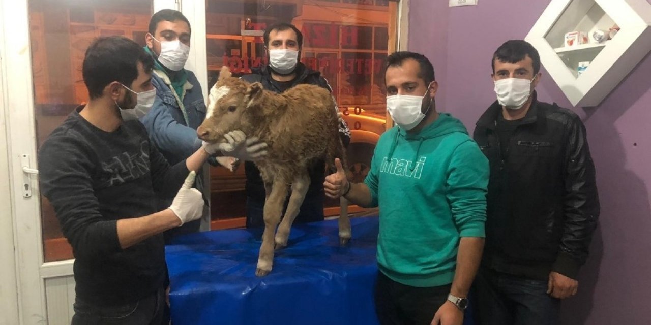 Yeni Doğan Buzağı Gece Yarısı Ameliyata Alındı