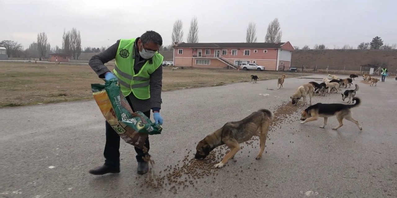 Besleme Aracının Kornasını Duyduklarında Koşarak Gelip Mamalarını Yiyorlar