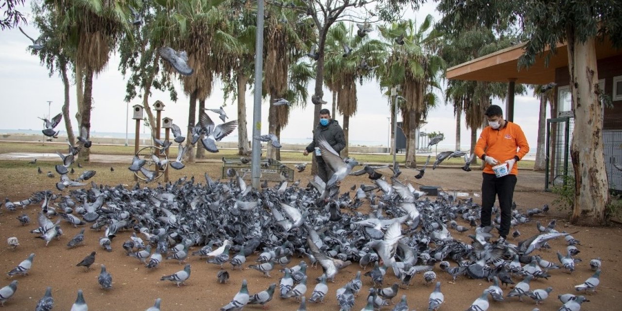 Mersin’de Sokağa Çıkma Yasağında Sokak Hayvanları Unutulmadı