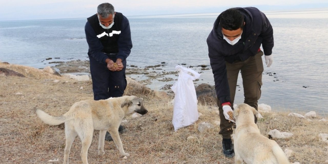 Erciş Belediyesi Sokak Hayvanlarını Unutmadı