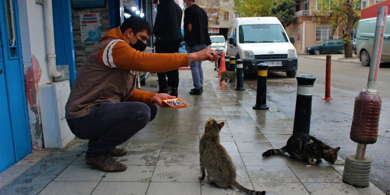 Sokak Kedileri Bu Dükkanların Açılmasını Dört Gözle Bekliyor