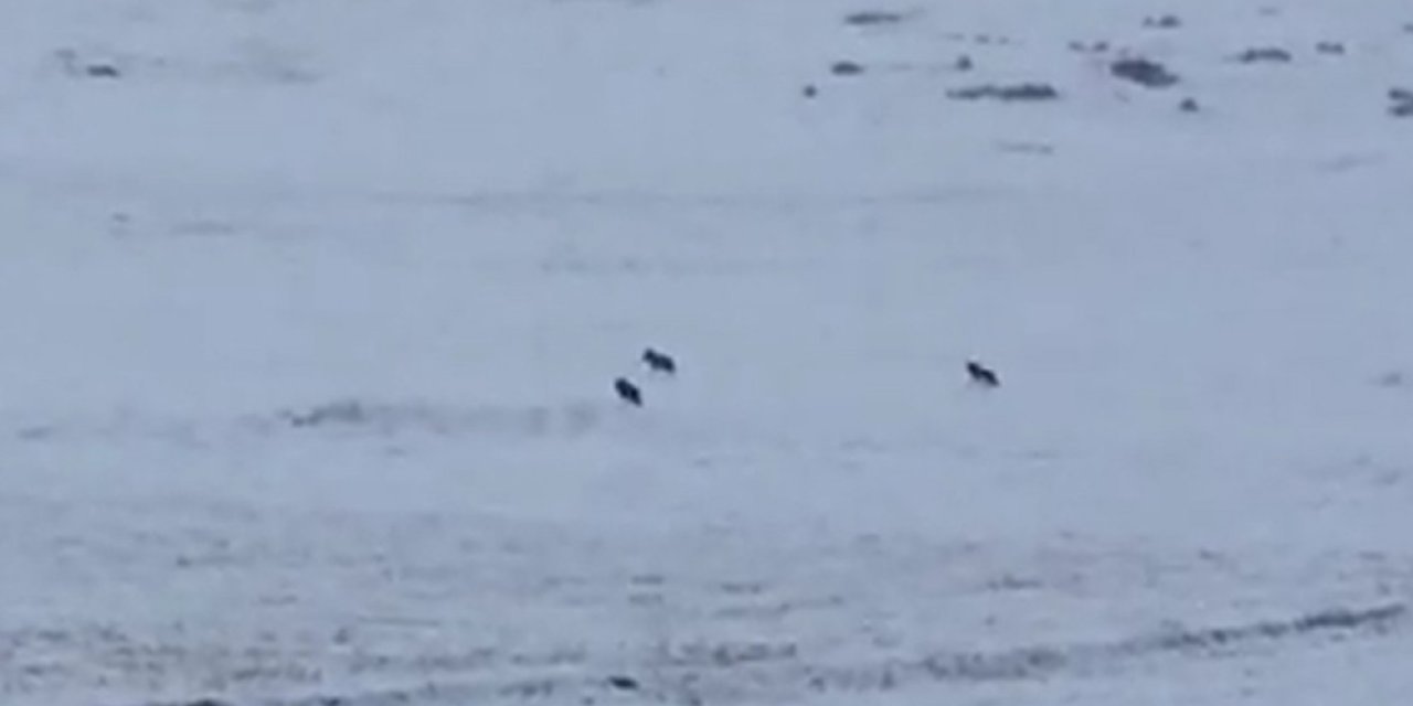 Kurt Sürüsü Böyle Görüntülendi