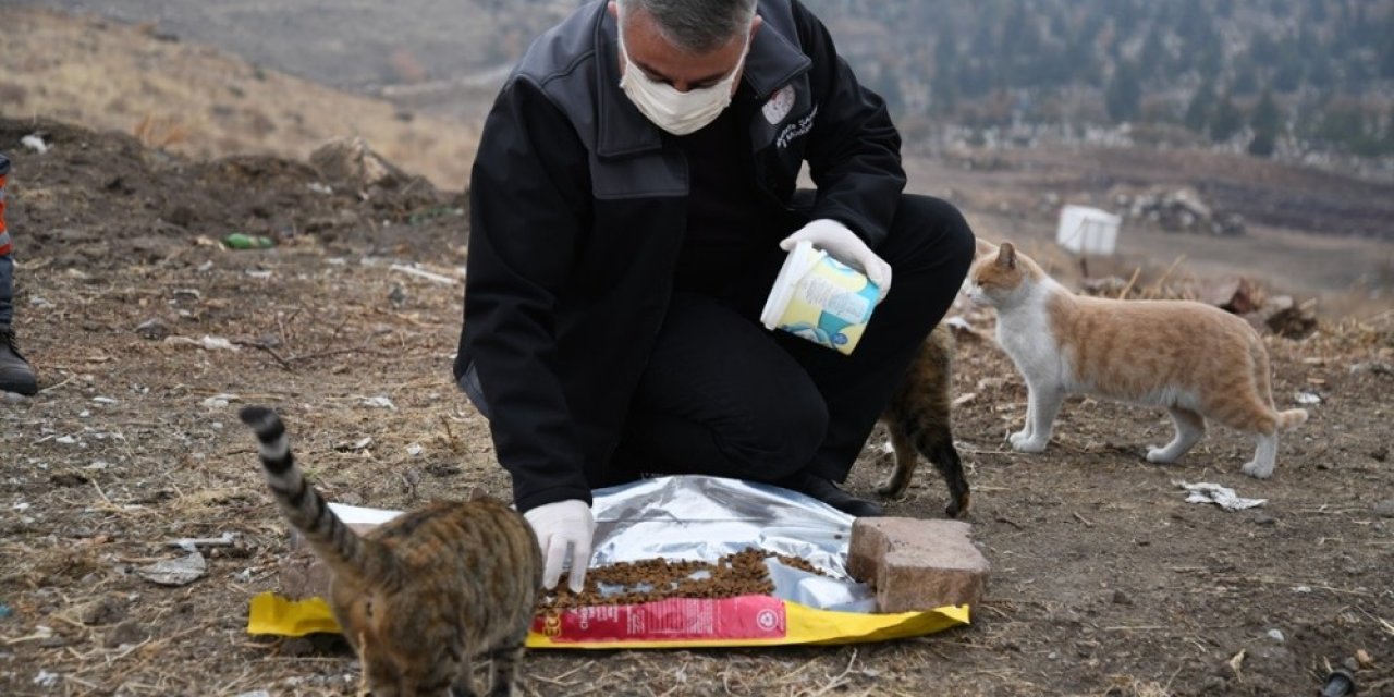 Kayseri İl Tarım Ve Orman Müdürlüğü Soğuk Havalarda Sokak Hayvanlarını Unutmadı