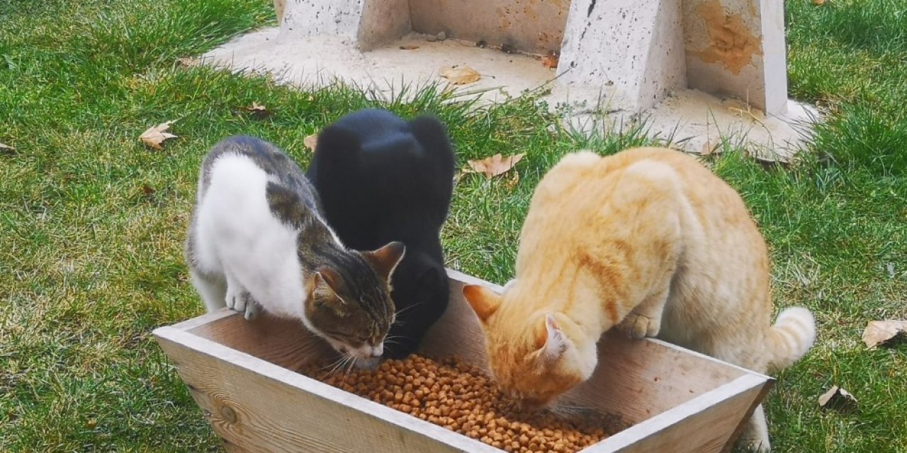 Çameli Belediyesi Sokak Hayvanlarına Özel İlgi Gösteriyor