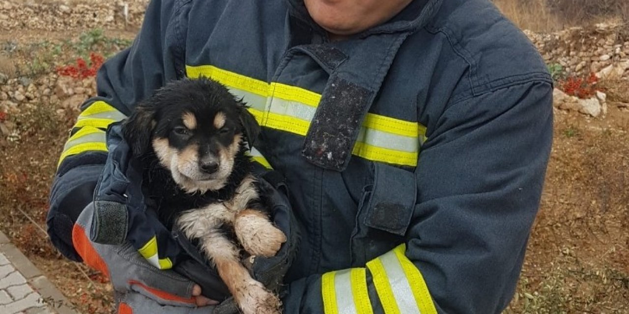 Karabük’te Dereye Düşen Kedi Ve Yavru Köpeği İtfaiye Kurtardı