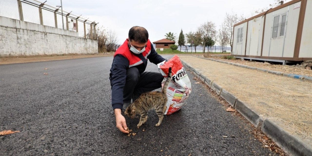 Başiskele’de Sokağa Çıkma Yasağında Sokak Hayvanları Unutulmadı