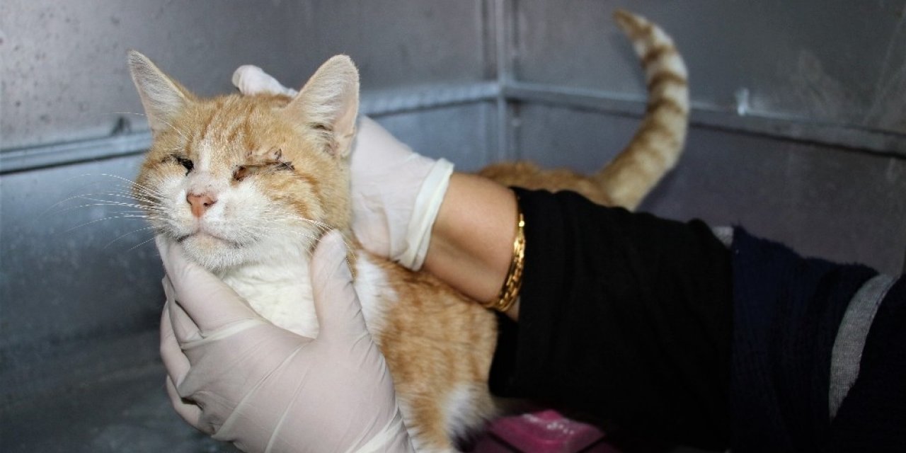 Depremde 2 Kedi Gözlerini Kaybetti, Şimdi Sıcak Yuva Bekliyor