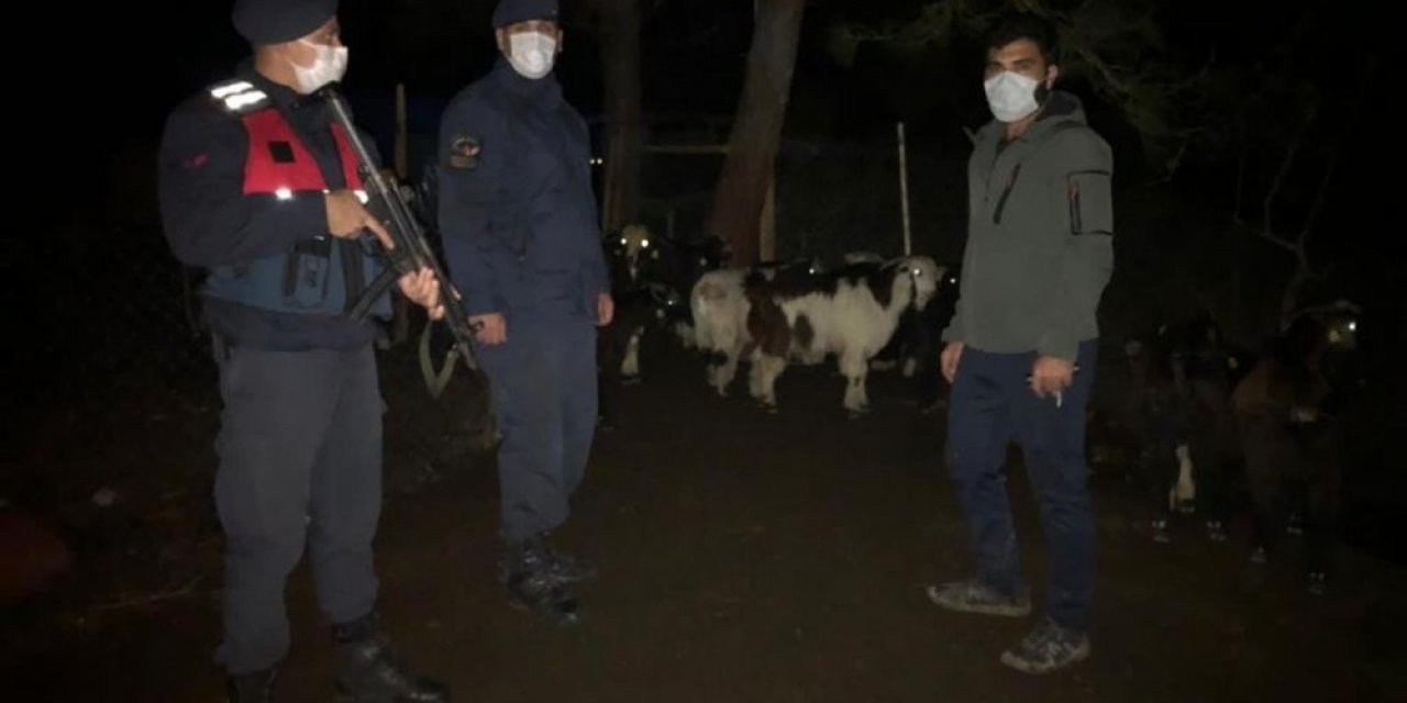 Kaybolan 30 Küçükbaş Hayvan Sahibine Teslim Edildi