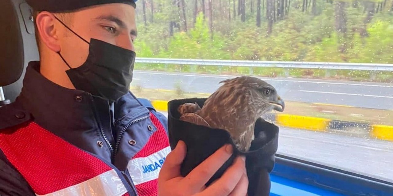 Jandarmanın Bulduğu Hasta Şahin Tedavi Altına Alındı