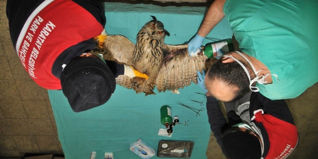 Karatay Belediyesi 2020’de 134 Hayvanı Sağlığına Kavuşturdu