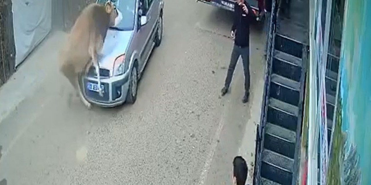 İnek Karşı Yönden Gelen Otomobille Kafa Kafaya Çarpıştı