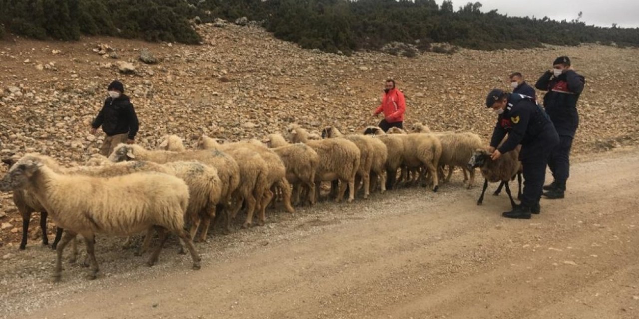 Isparta’da Çalınan Koyunları Jandarma Buldu