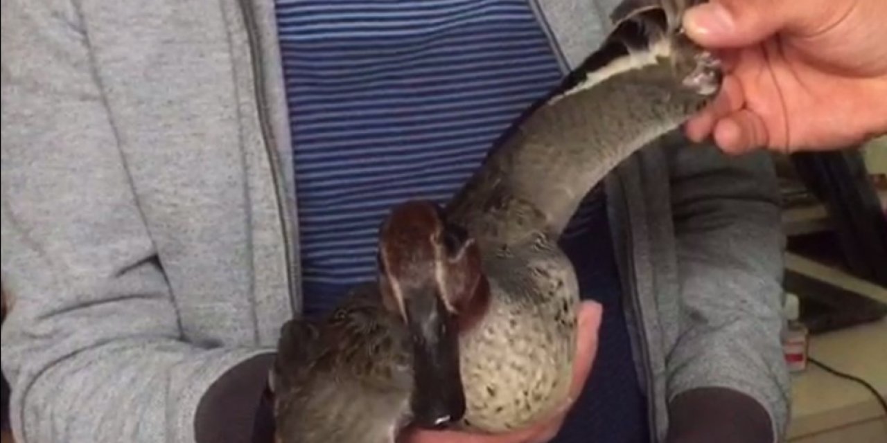 Bulduğu Yaralı Yaban Ördeği Sahiplendi