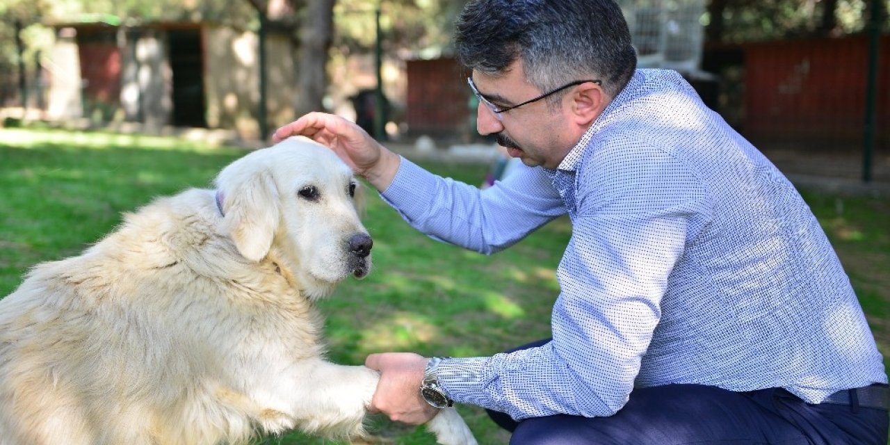 Yılmaz: “sokak Hayvanlarına Sahip Çıkıyoruz”