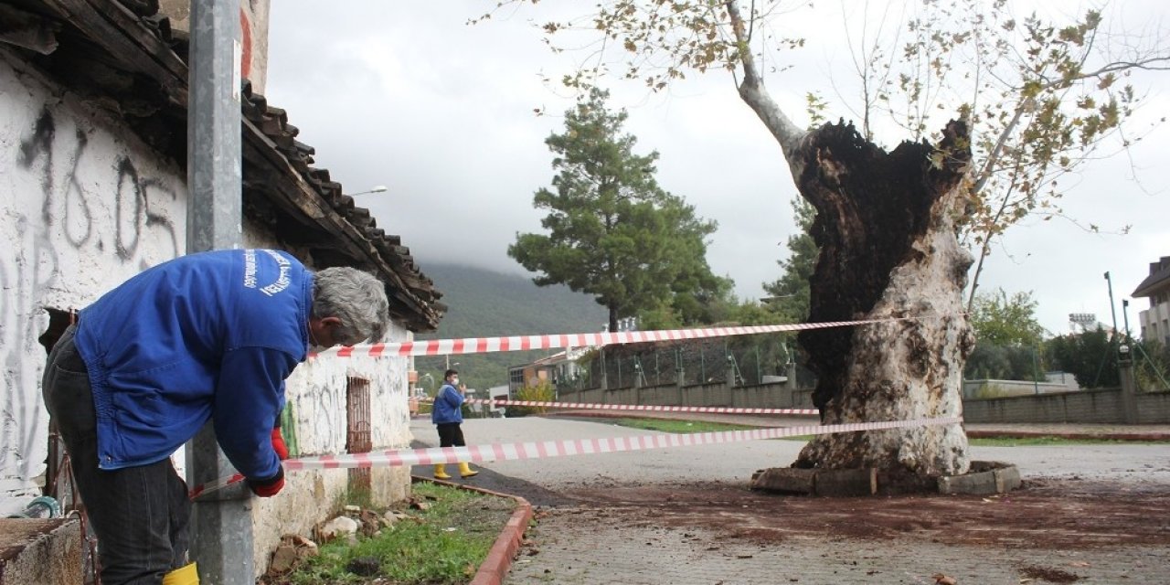 500 Yılık Çınar Ağacı, Kuvvetli Yağışa Dayanamadı