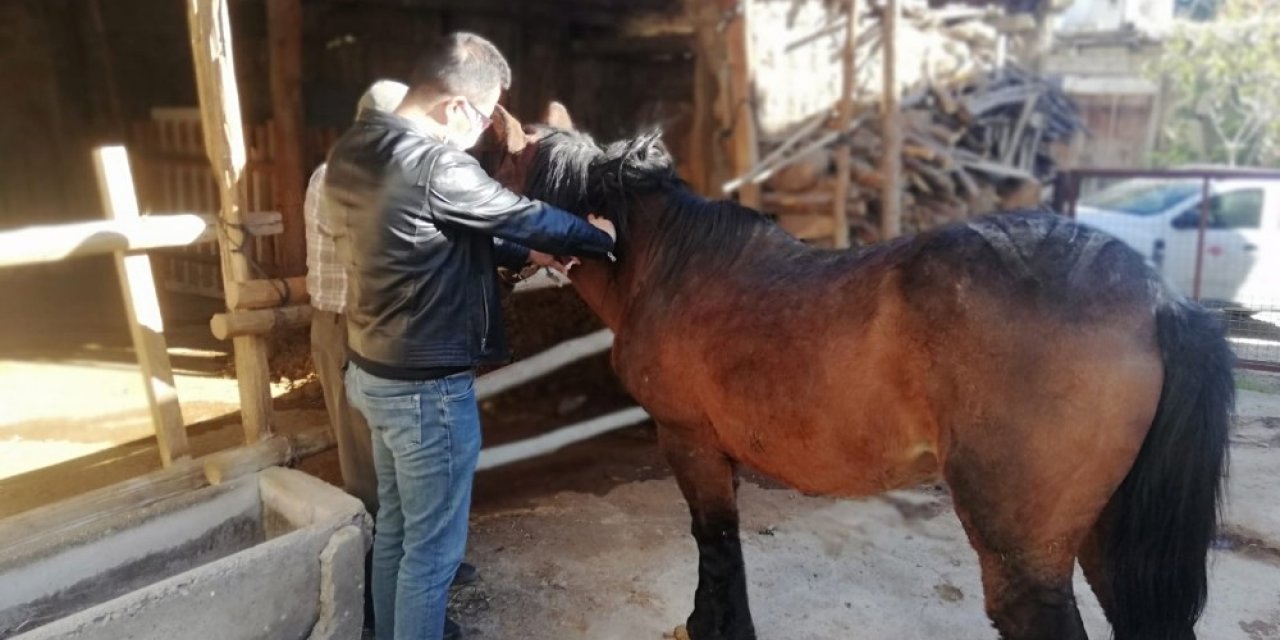 Tek Tırnaklı Hayvanlara Mikroçip Takılıyor