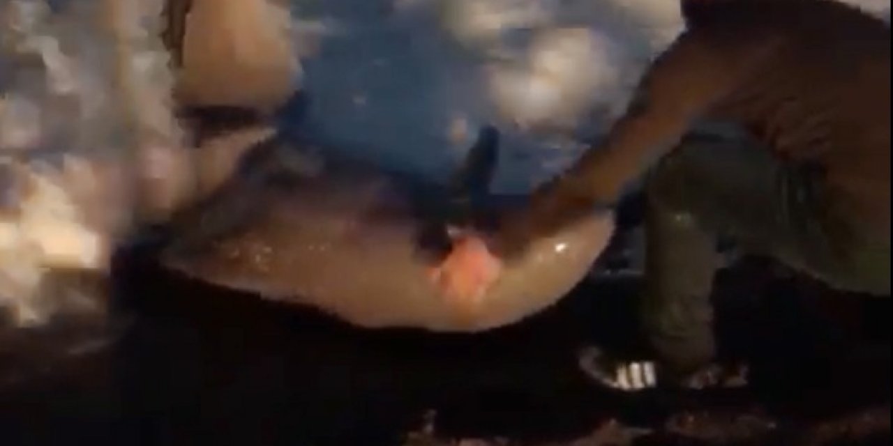 Fırtınada Karaya Vuran Yunusu Vatandaşlar Kurtardı