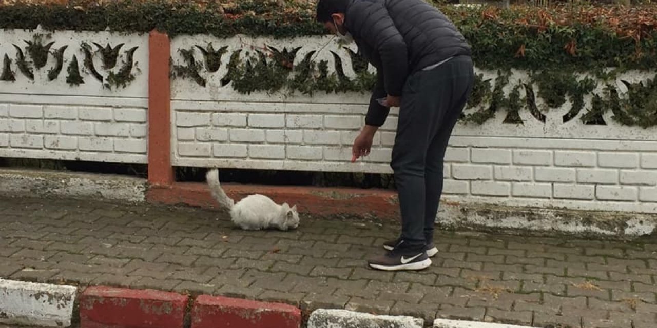 Dumlupınar’da Sokak Hayvanları Belediye Tarafından Besleniyor