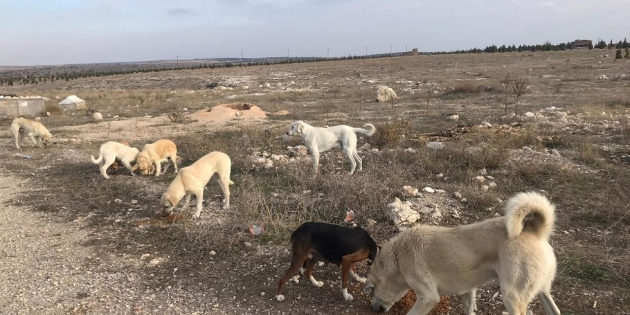 Tatlı Ve Tuzlu Gıdalar Sokak Hayvanlarını Ölüme Kadar Götürebiliyor