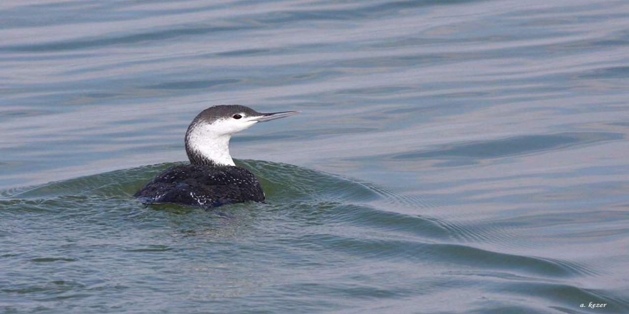Hersek Lagünü’nde Yeni Bir Nadir Kuş