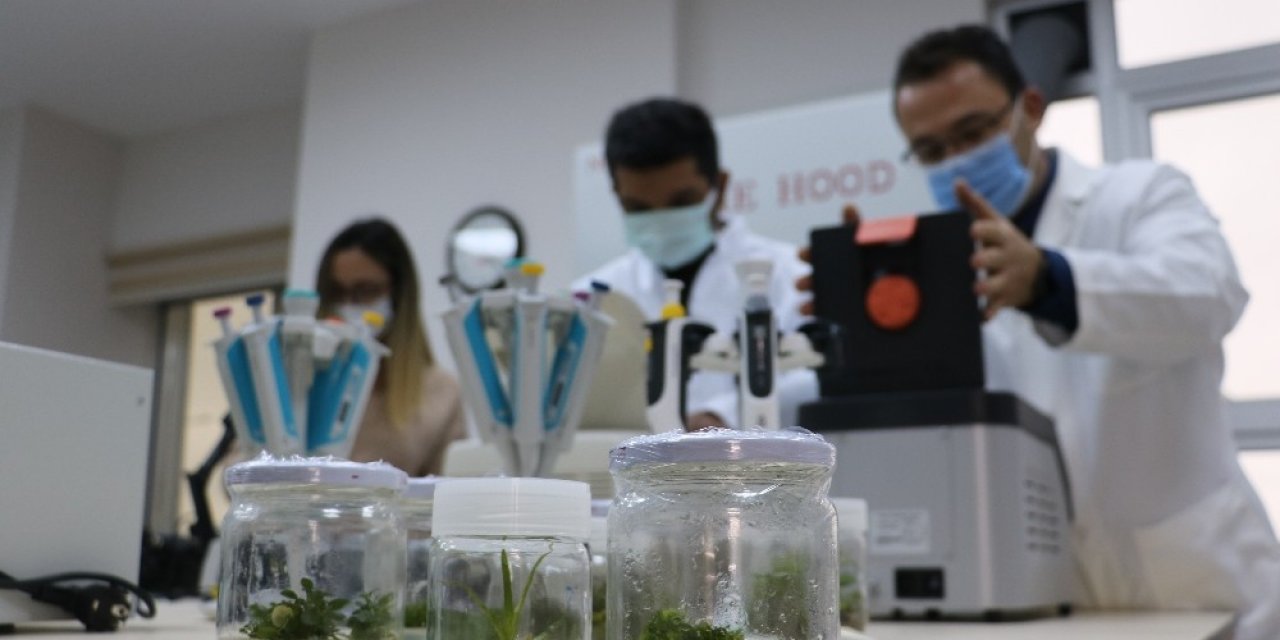 Kuraklık Afetine Karşı Dayanıklı Bitkiler Islah Edecekler