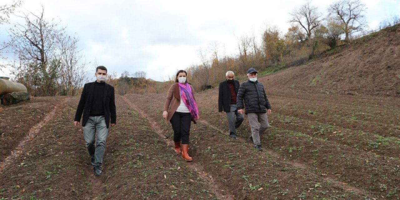 İzmit’te Salep Ve Ekinezya Üretimi İçin İnceleme Yapıldı