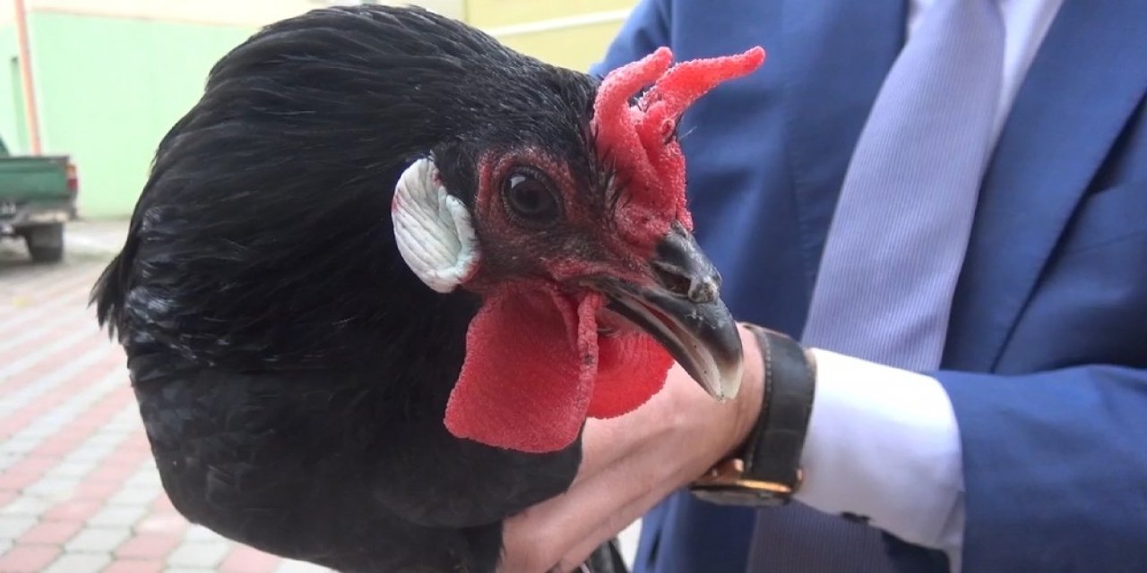 Hacıkadı Tavuk Irkının Nesli Tükenmek Üzere