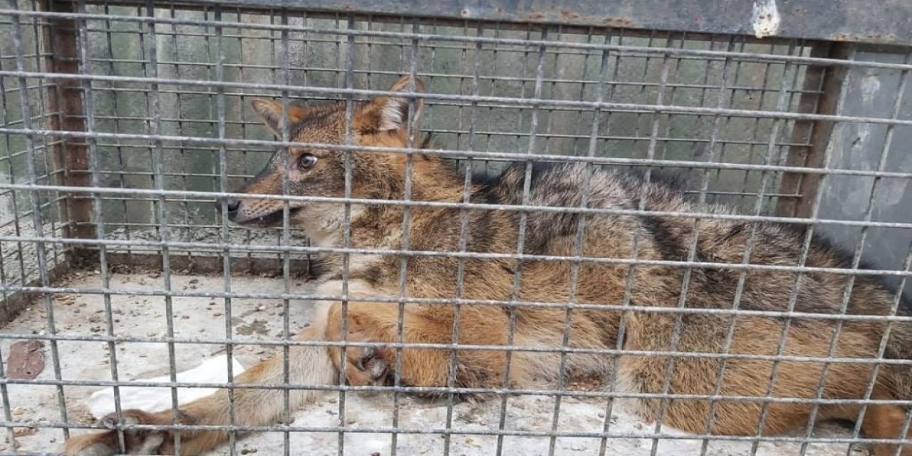 Otomobilin Çarptığı Çakal Tedavi Altına Alındı