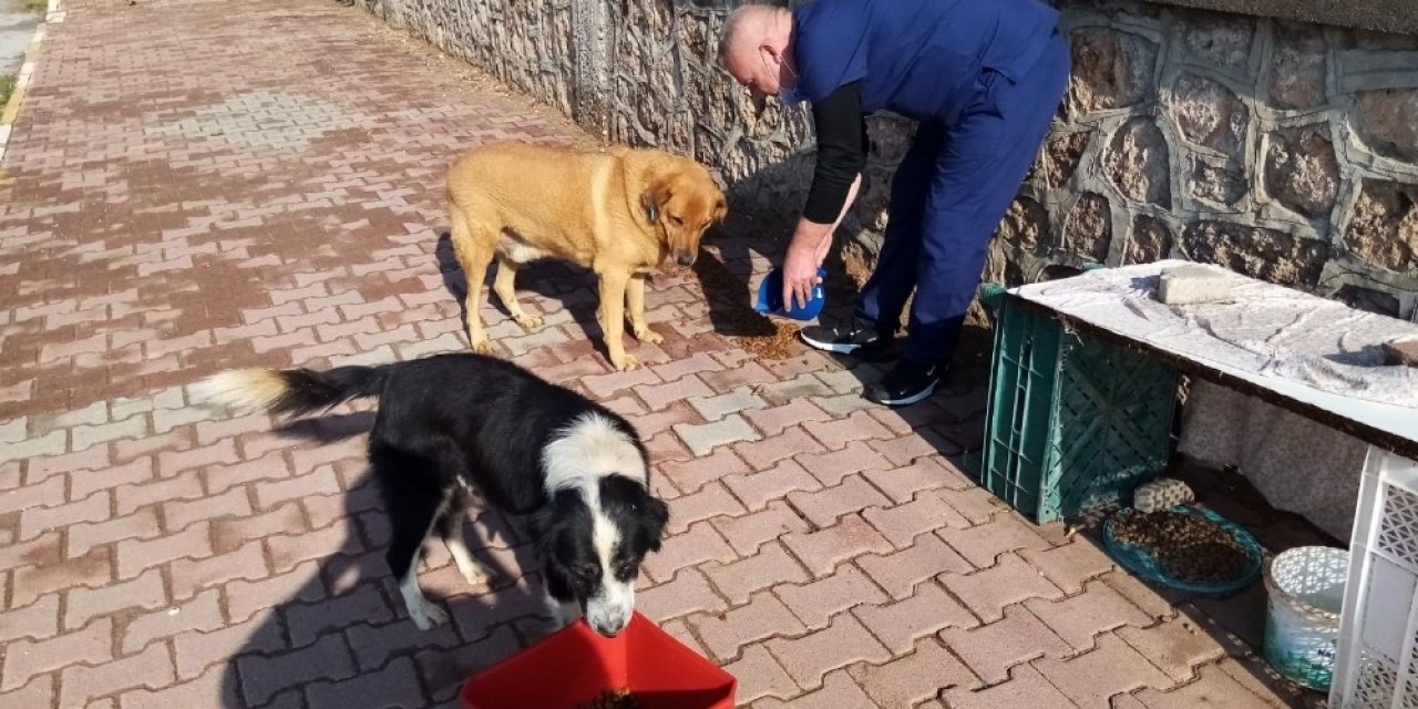 Kısıtlamada Sokak Hayvanları Organik Yemek Artıklarıyla Beslendi