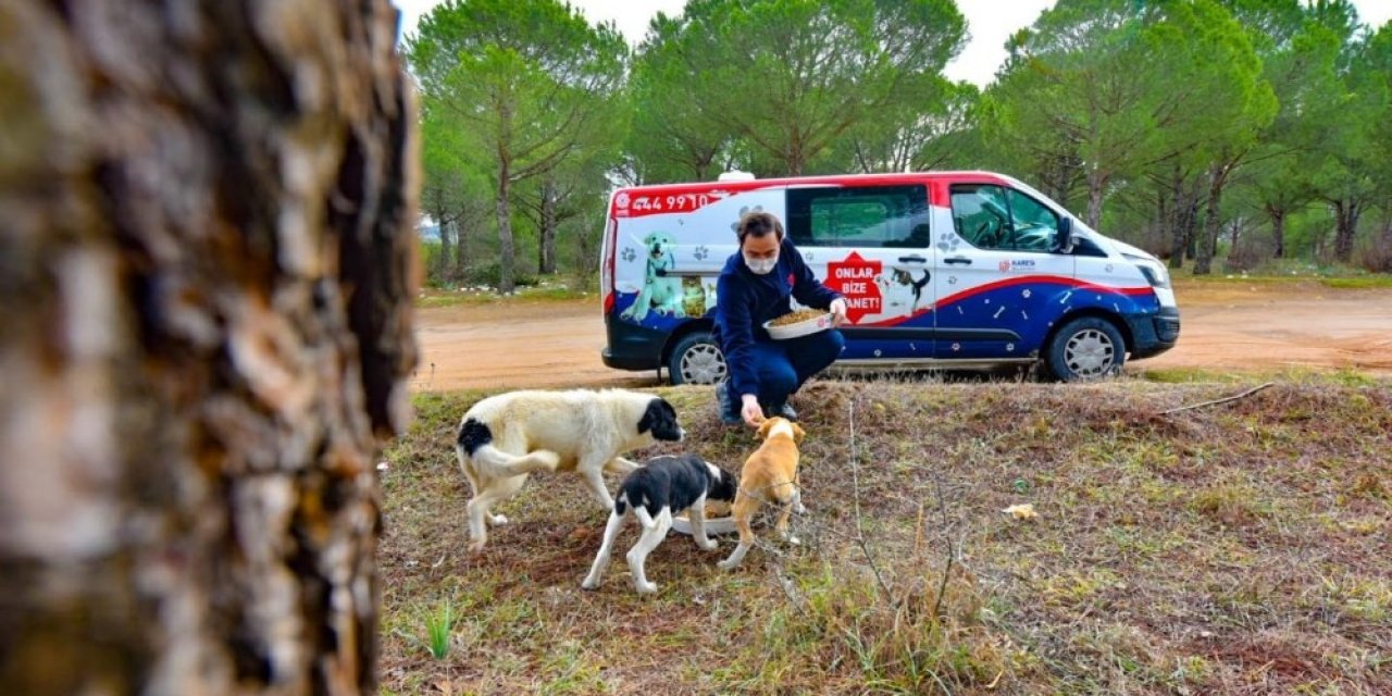 Karesi’den Sokak Hayvanlarına Şefkat Eli