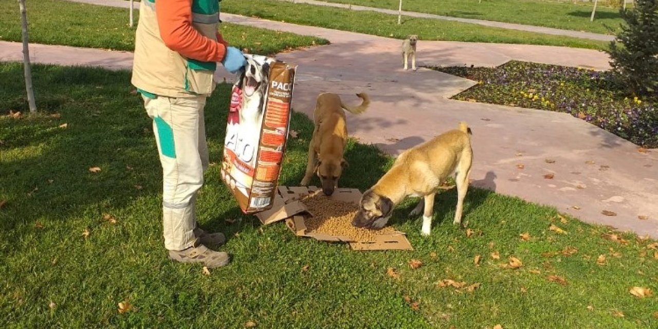 Soğuklarda Ve Pandemi Sürecinde Sokak Hayvanları Unutulmuyor