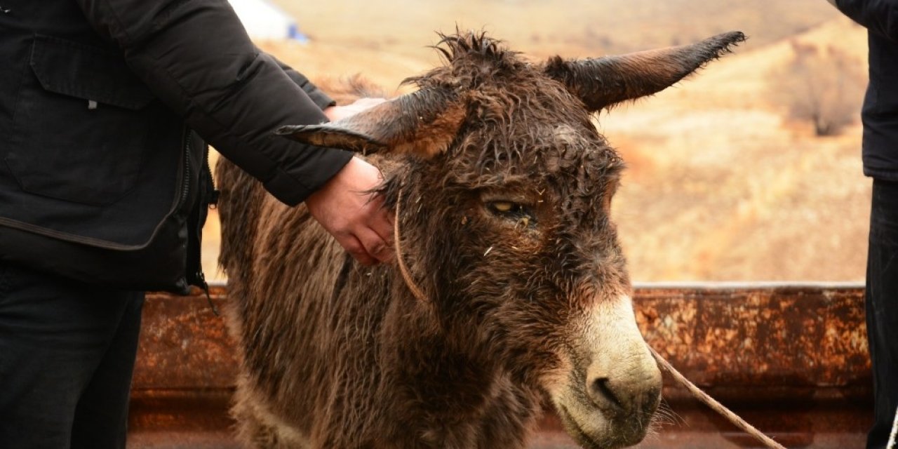 İşkence Gören Eşek, İzmir’deki Çiftliğe Gönderilecek