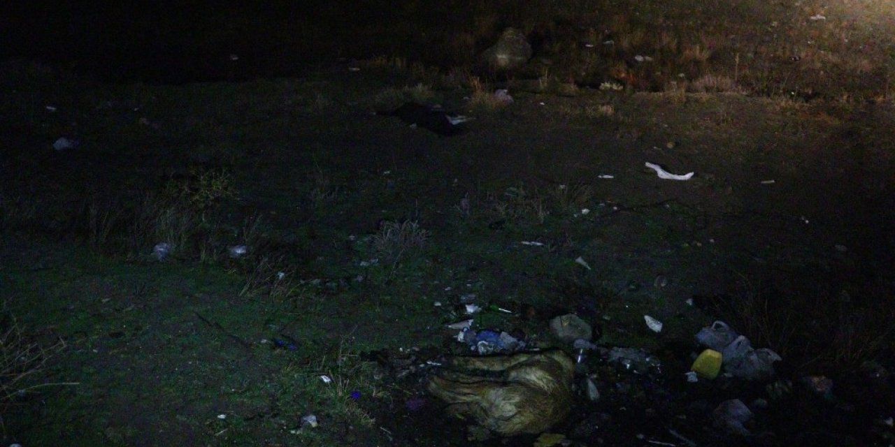 Başkent’te Zehirlendikleri İddia Edilen 6 Köpek Ölüsü Bulundu