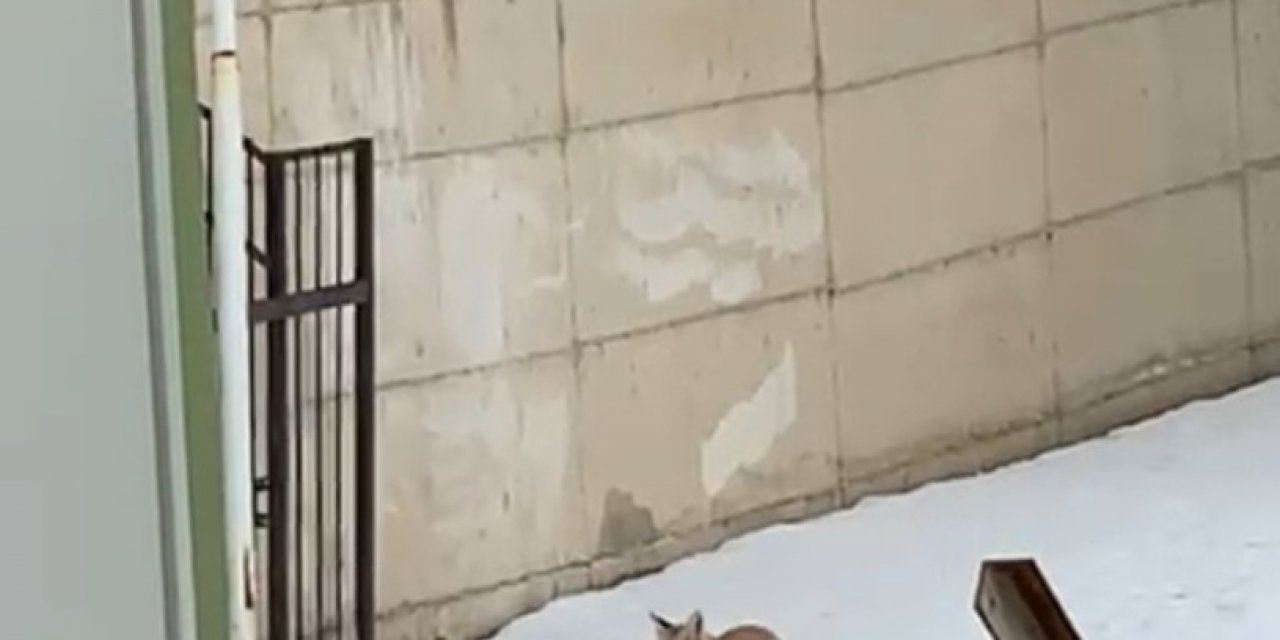 Pandemi Nedeniyle Kapalı Olan Okulun Bahçesine Gelen Tilki Kamerada