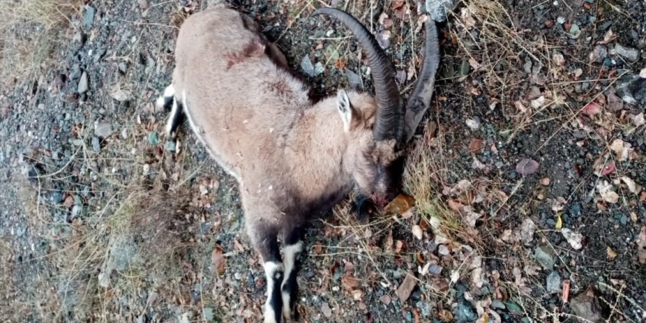 Dağ Keçisini Organize Şekilde Vuran 3 Şahsa 83 Bin Tl Ceza