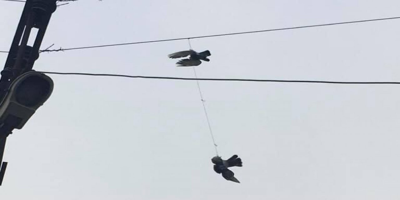 Elektrik Tellerine Takılan Güvercinler Kurtarıldı