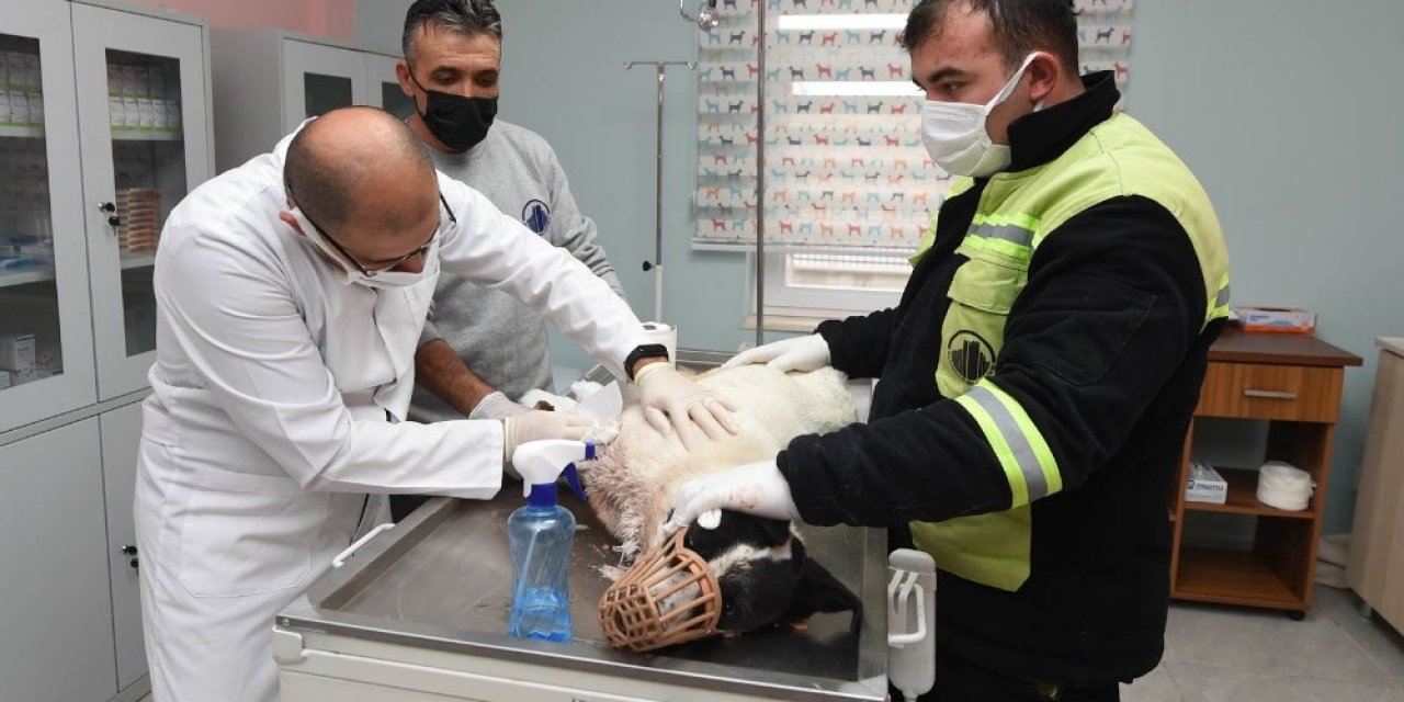 Yaralı Köpeğe Sevgi Dolu Bakım