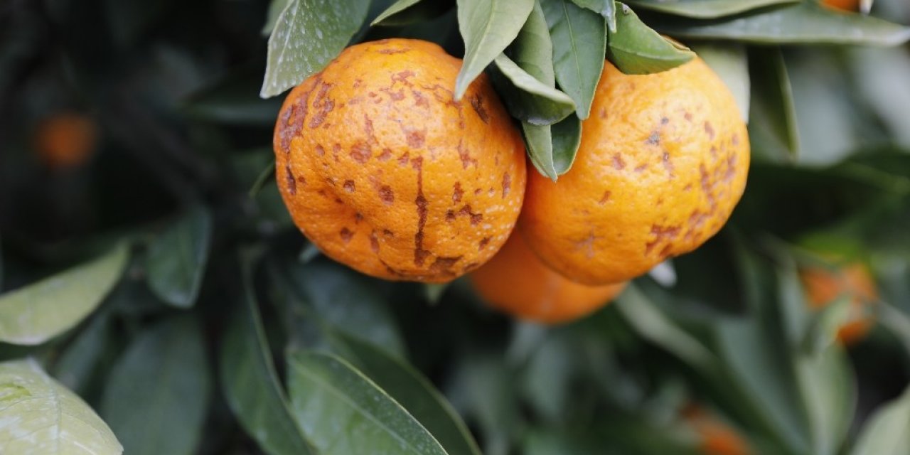 Seferihisar’da Tonlarca Mandalinayı Sağanak Vurdu, Mantar Hastalığı Oluştu