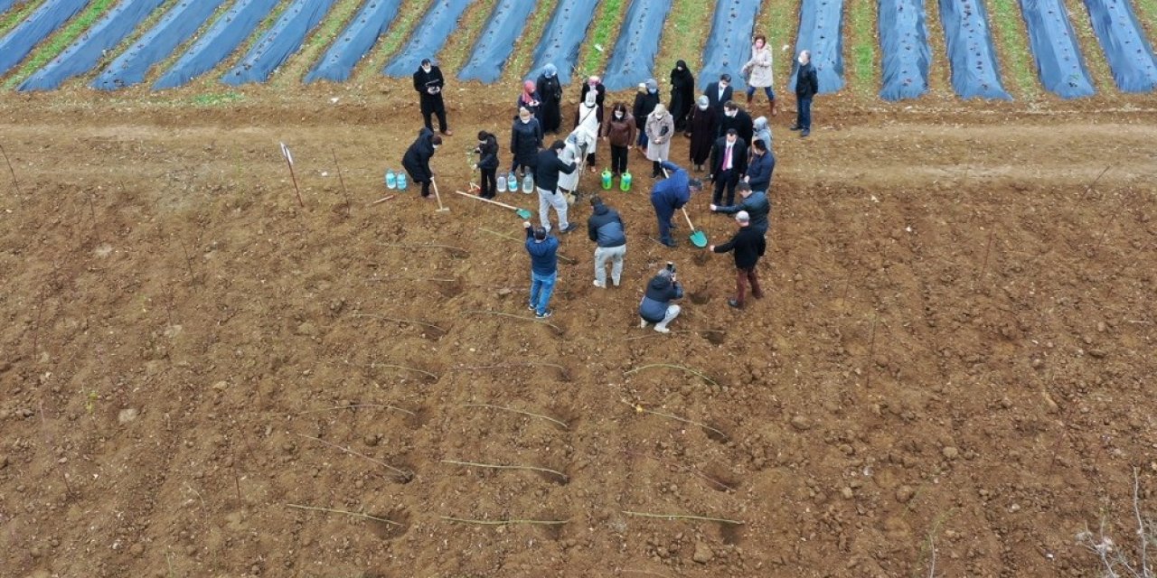 Bilecikli Çiftinin Yeni Geçim Kaynağı Ahududu Ve Böğürtlen Olacak