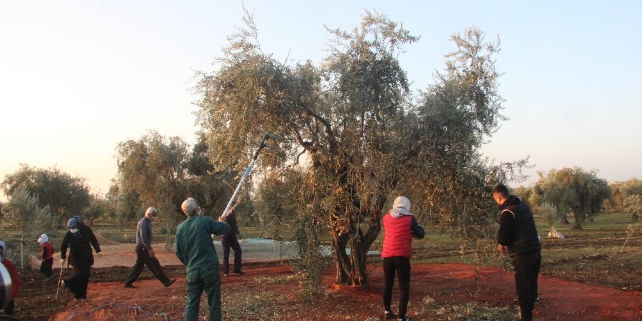 Zeytin Hasadına Yağmur Engeli