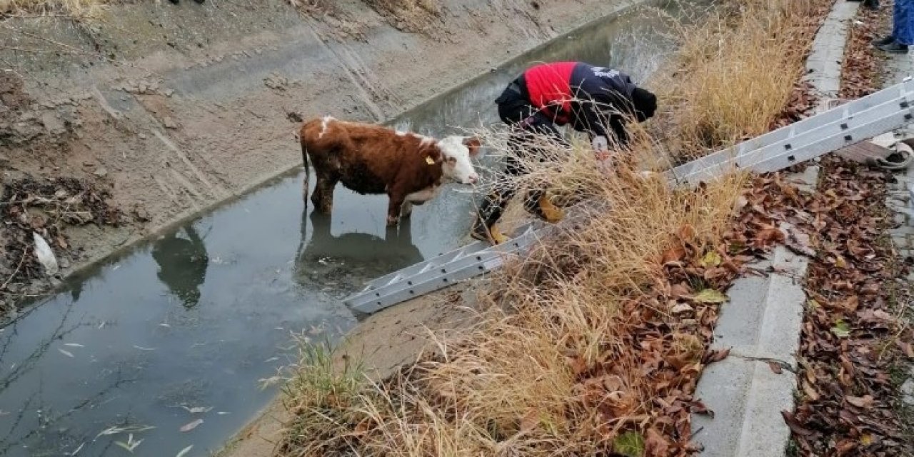 Şamran Kanalı’na Düşen İnek Kurtarıldı