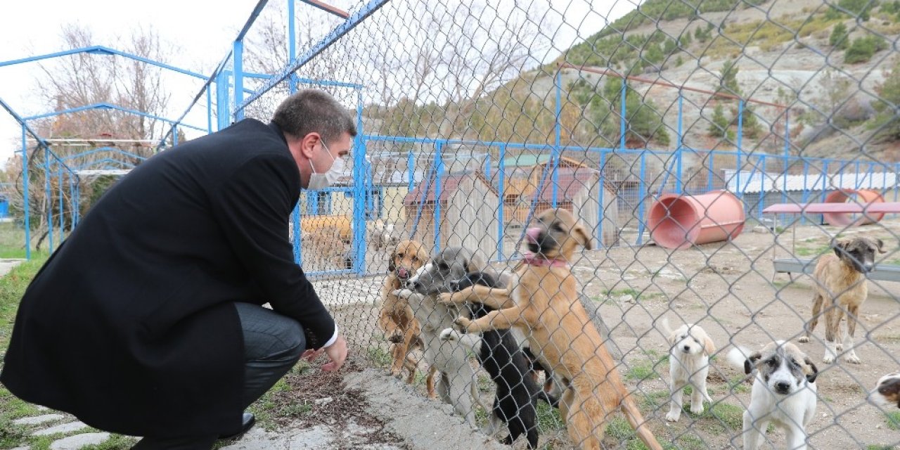 Burdur’da Sokak Köpeğinin Katledildiği İddiasına Yalanlama
