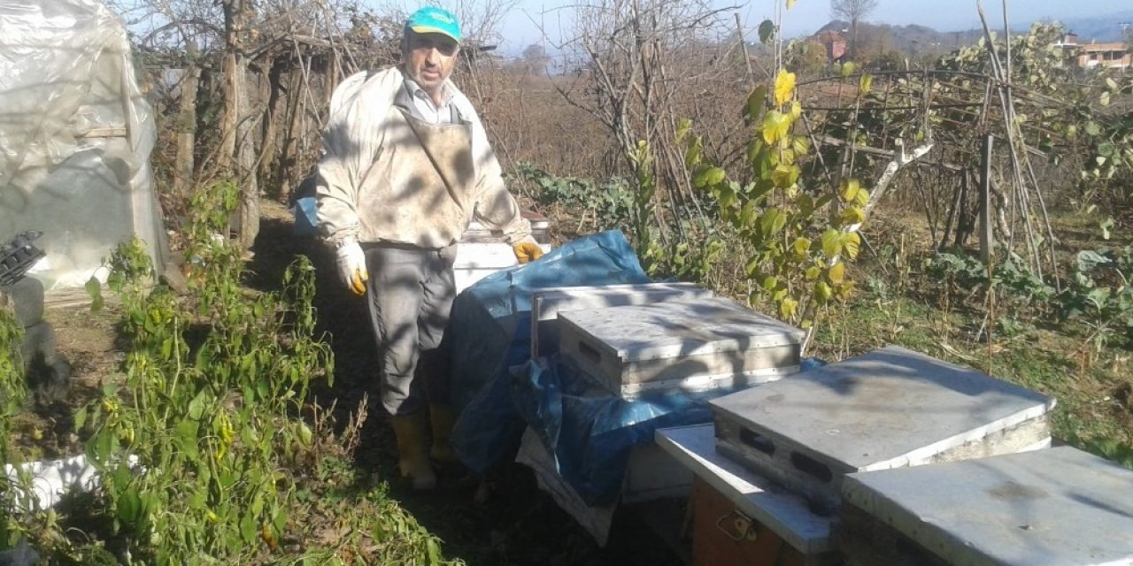 Korona Virüs Kestane Balına Talebi Artırdı