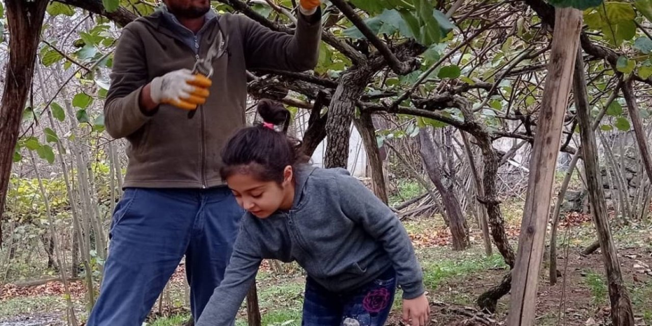 Kivi Hasadı Devam Ediyor