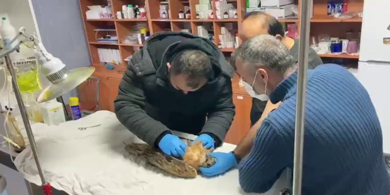Yaralı Bulunan Şahin Tedavi Altına Alındı